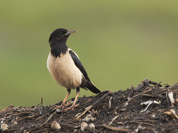 Punakottarainen, Rosy Starling, Sturnus roseus